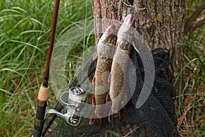 Good catch. Two freshwater pike fish on fish stringer on natural