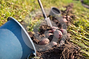 Good crop of poatato. Harvesting potato. Diging potato with shovel