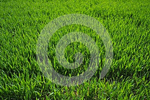 Good crops of winter wheat in the spring farm field. Green sprouts of winter wheat background. View of green meadow with