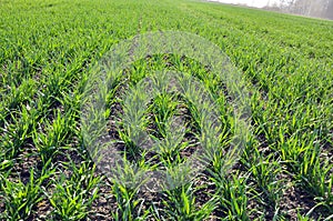 Winter wheat sowings photo