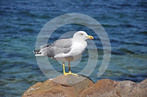 Good Curious Seagull