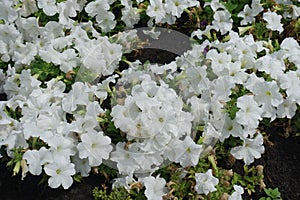 Good deal of white flowers of petunias