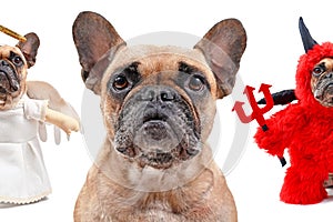 Good dog, bad dog concept with French Bulldog head with small dog in angel costume and devil costume on each side of shoulder