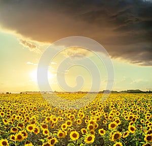 Good dramatic sunset in low clouds over agricultural field with sunflowers. Ukraine agriculture field