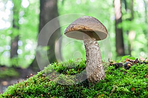 A good edible mushroom leccinum scabrum grows among the moss in the forest