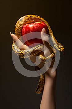 Good and evil. Hand, snake, fruit. Temptation concept. Hand of Eve holding a red fruit and a snake coiled up her arm