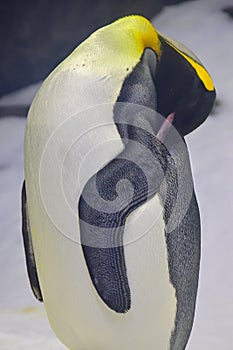 A good example of how penguin keep their body warm by closing their body parts together