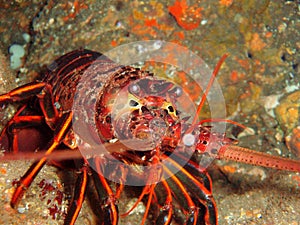 Good eyesight and long sensitive antennae help the California spiny lobster