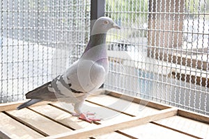 Good female natherland speed racing pigeon in home loft