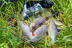 Good fish catch. Closeup of a freshly caught freshwater chub fish lying in the grass next to a fishing rod and goggles