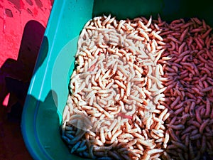 good fish worm bite in a green plastic box
