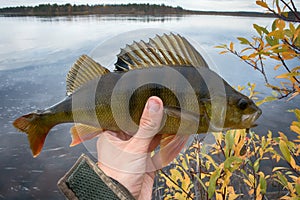 Good fishing on Northern rivers, caught perch.