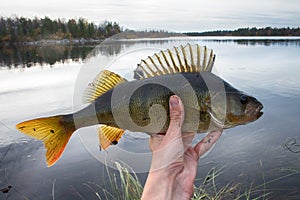 Good fishing on Northern rivers, caught perch.