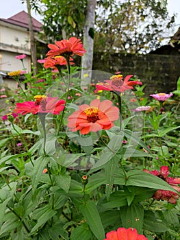 good flower phone camera