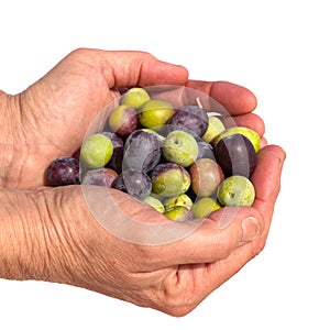 Good handful of ripe olives