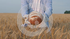 Good harvest, farmer hands give you ruddy loaf of bread on white napkin in reaped grain wheat field