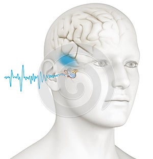 Good hearing, ear anatomy, medically 3D illustration