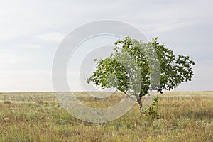 Minimalistic landscape. Beautiful tree and empty field. Gentle clouds