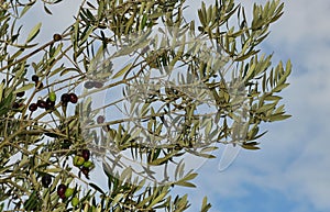 Good looking Frantoio olives still on the tree