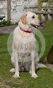 Good looking Golden Retriever Cross sitting obediently with wet fur, after running in the sea on the beautiful Cornwall coast
