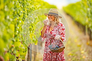 Good looking madam holds a basket and tastes grapes in vineyard