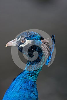 Good Looking Peacock Headshot