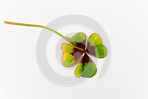 Good luck - single four leaf clover