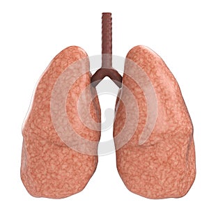 Good lungs photo