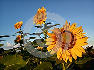 Good Morning. Beautiful sunflowers in the garden under clean blue sky in the morning welcoming new day, new hope. Life is so