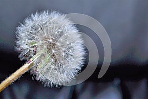 Good morning dandelion black background