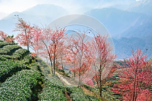 Good morning with moutain landscape, cherryblossom in Sapa