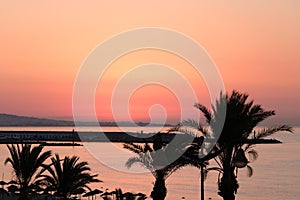 Good morning palm trees Yasmine Hammamet, Tunisia, Africa photo
