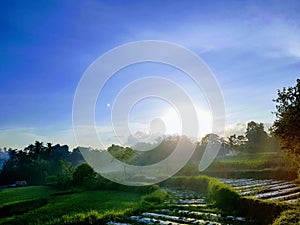 Good morning ricefield semana bali 1