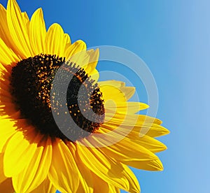 Good morning sunflower sky