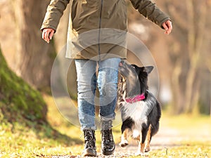 Good motivated attentive autralien shepherd dog works together with his owner