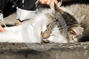 Good-natured cat lays and warms itself in the sun