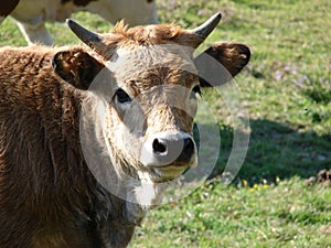 Good natured cow peacefully posing