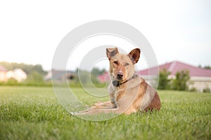 good-natured dog lying on a green lawn.