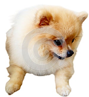 good-natured dog on a white background