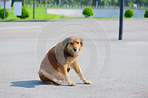 good-natured ginger dog lies on the sidewalk