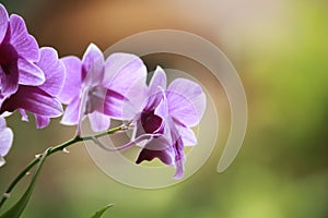 Good orchid, nice flower photo