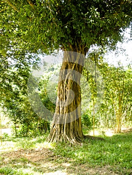 Good picture of Acient tree