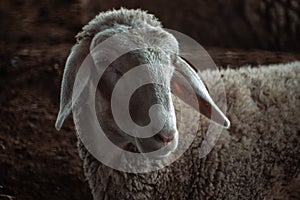 good picture of sheep