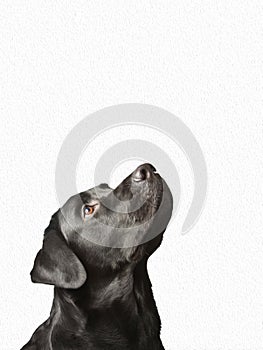 good purebred black dog looking up isolated on white background