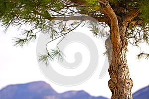 Southern pine tree background