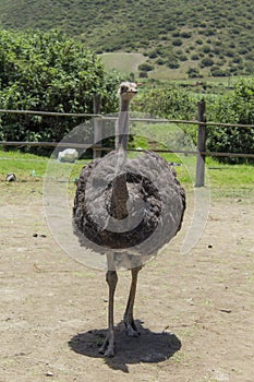 A good shot of an ostrich feeding on a farm