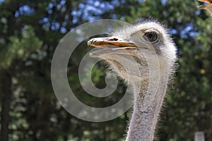 A good shot of an ostrich feeding on a farm