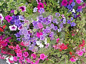 Good smelling flower