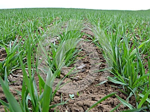 Winter wheat sowings