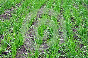 Winter wheat sowings